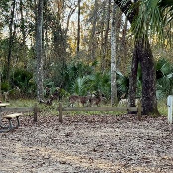 Manatee Springs State Park - Lots of Deer Spotting's! - Parks Near Me - Chiefland, Florida Manatee Springs State Park - Lots of Deer Spotting's! - Parks Near Me - Chiefland, Florida