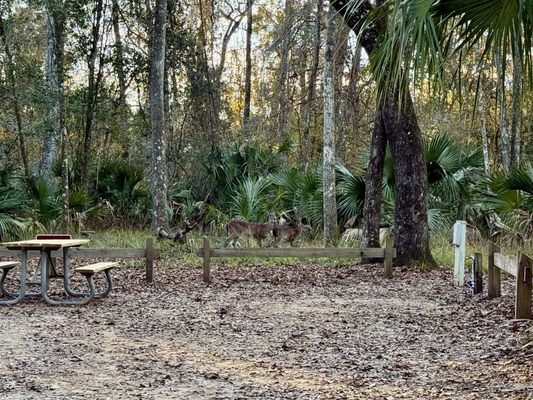 Manatee Springs by null