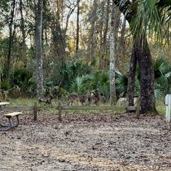 Manatee Springs State Park - Lots of Deer Spotting's!
