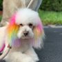 Photo of Dog Spot