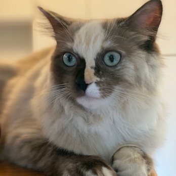 SD Ragdolls - Pet Breeders Near Me - Beverly Hills, California SD Ragdolls - Pet Breeders Near Me - Beverly Hills, California