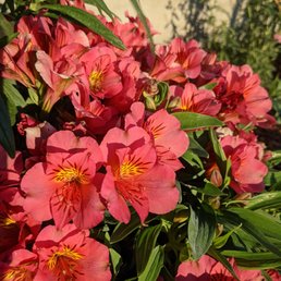 a bunch of pink flowers a bunch of pink flowers