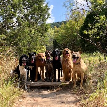 Ultimutt Adventures - Dog Walkers Near Me