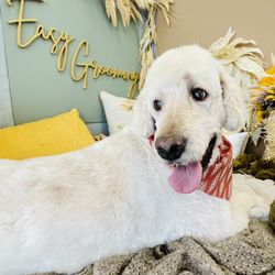 Easy Grooming Pet Solutions