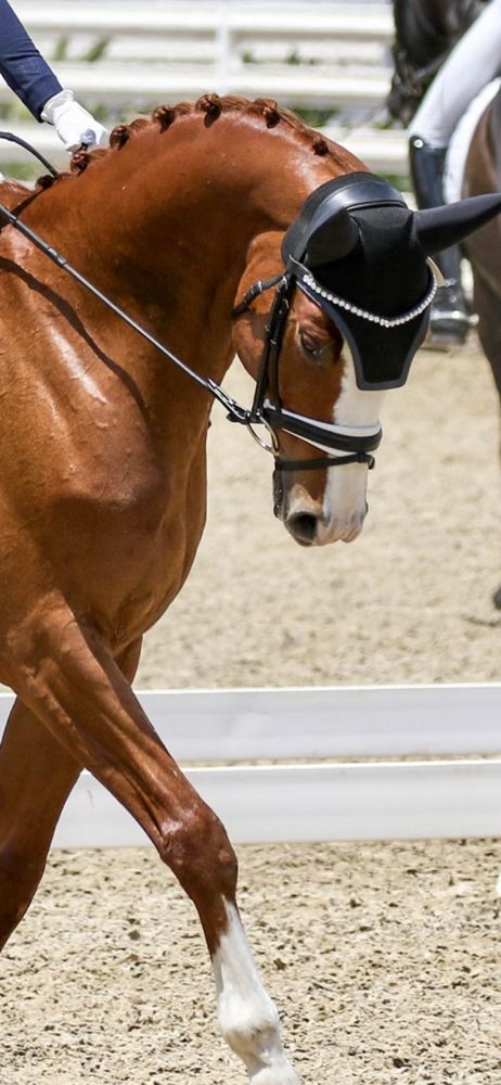 CM Stables - equestrian in Los Angeles, CA