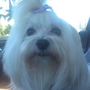 Paradise Pet Salon - Daisy is happy to see Humberto at Paradise Pet Salon - Pet Groomers Near Me - Naples, Florida Paradise Pet Salon - Daisy is happy to see Humberto at Paradise Pet Salon - Pet Groomers Near Me - Naples, Florida