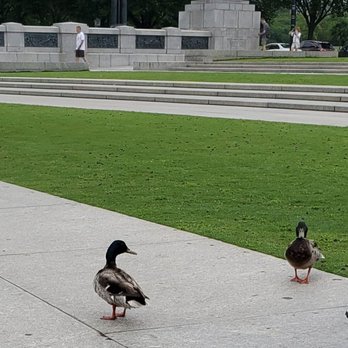 National Mall - A couple of ducks at the WWII Memorial at the National Mall - Landmarks & Historical Buildings Near Me - Washington, DC, District of Columbia National Mall - A couple of ducks at the WWII Memorial at the National Mall - Landmarks & Historical Buildings Near Me - Washington, DC, District of Columbia