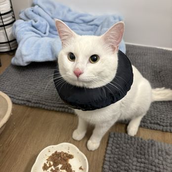 Paws for a Cause Vet Care - Veterinarians Near Me - Naperville, Illinois Paws for a Cause Vet Care - Veterinarians Near Me - Naperville, Illinois