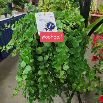 Kentucky State Fair - My Thai Pink lipstick plant! - Stadiums & Arenas Near Me - Louisville, Kentucky Kentucky State Fair - My Thai Pink lipstick plant! - Stadiums & Arenas Near Me - Louisville, Kentucky