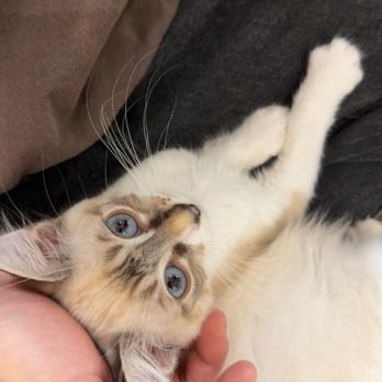 Fluffy Tail Cafe - Ambassador (not up for adoption) - Coffee & Tea Near Me - Tustin, California