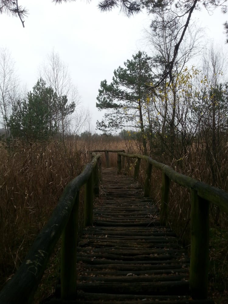 Rezerwat przyrody Torfowisko Rąbień