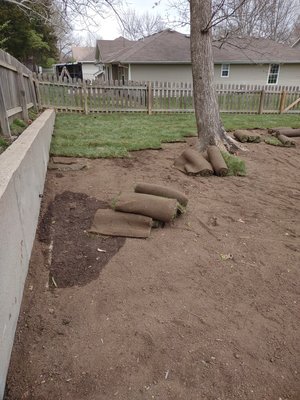 Sod install 2022 - The language tree kids didn't have any grass to play on. Sod install 2022 - The language tree kids didn't have any grass to play on.