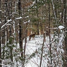 Heyyy deer! Spotted a herd of them near the river from Quarry Loop Trail (end of Feb).