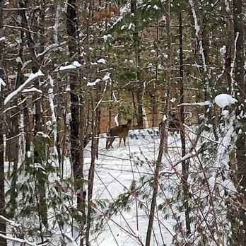 Banning State Park - Heyyy deer! Spotted a herd of them near the river from Quarry Loop Trail (end of Feb). - Parks Near Me - Sandstone, Minnesota