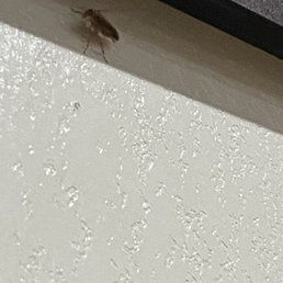 Roach Roach