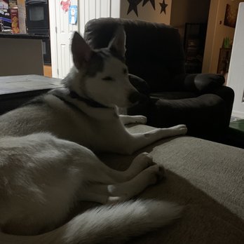 Best By Farr Dog Training - Pet Training Near Me - Glendale, Arizona