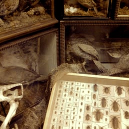 Dead things. Loads of dead things. Amazing and macabre. Dead things. Loads of dead things. Amazing and macabre.