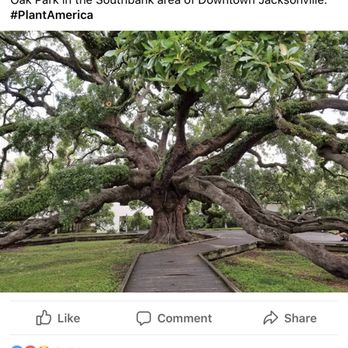 Old Timey Trees - I've worked on many famous trees in Jacksonville such as the treaty oak! - Tree Services Near Me Old Timey Trees - I've worked on many famous trees in Jacksonville such as the treaty oak! - Tree Services Near Me