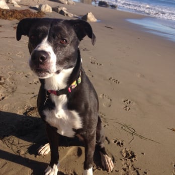 A1 Laundromutt - Happy dog! - Pet Groomers Near Me - Santa Barbara, California A1 Laundromutt - Happy dog! - Pet Groomers Near Me - Santa Barbara, California