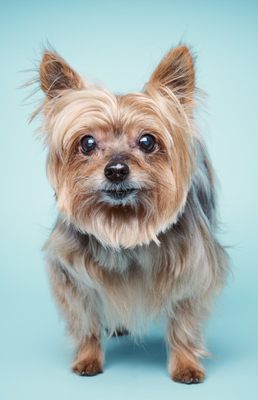 county line animal hospital hours