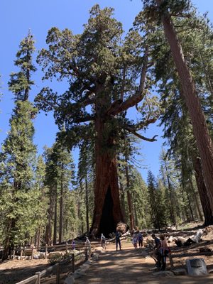 Mariposa Grove by null