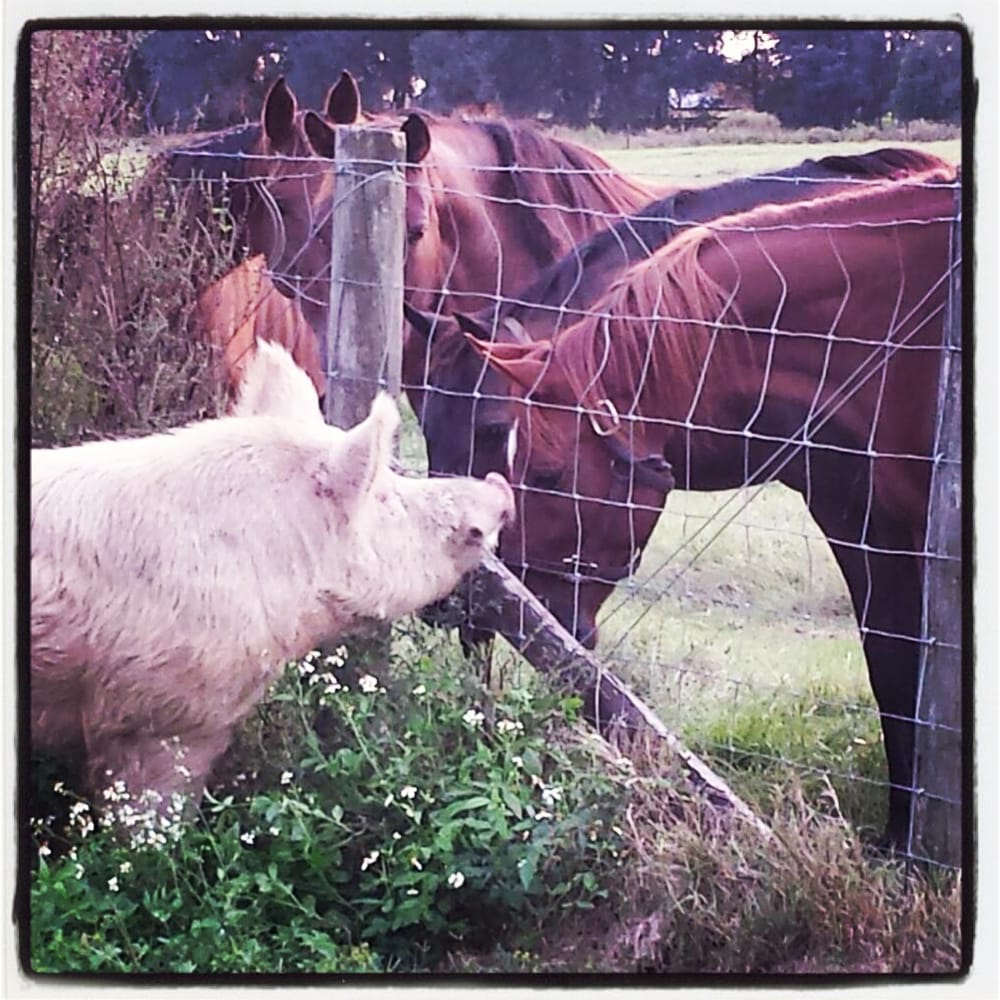 Smith's Funny Farm Image