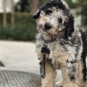 Pet Freekz - Meet Ledger!! The Aussie-doodle puppy! Isn't he a cutie!? - Pet Sitting Near Me Pet Freekz - Meet Ledger!! The Aussie-doodle puppy! Isn't he a cutie!? - Pet Sitting Near Me