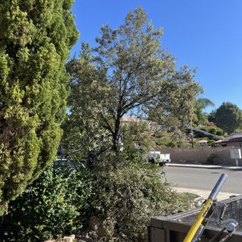 Vicente Tree Services and Landscape - Before removal - Landscaping Near Me