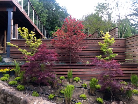 Momiji Nursery 19 Photos 24 Reviews Nurseries Gardening 2765 Stony Point Rd Santa Rosa Ca United States Phone Number Yelp 2765 Stony Point Rd Santa Rosa Ca