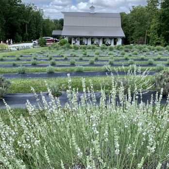 Long Row Lavender - Garden area - Farms Near Me - Wright City, Missouri