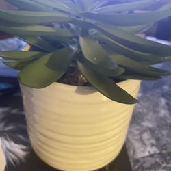 Starbucks - Plant because i like plants