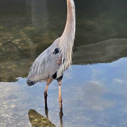 AJ's Dockside Bar And Grill - A Great Blue Heron stopped by for a beer!