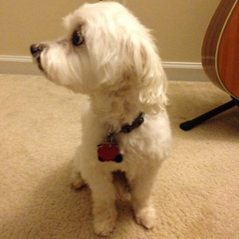 Go Grooming - Samshik came home knowing he looked cute. Everyone loves his new hair cut! :D - Pet Groomers Near Me - Wheeling, Illinois Go Grooming - Samshik came home knowing he looked cute. Everyone loves his new hair cut! :D - Pet Groomers Near Me - Wheeling, Illinois