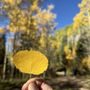 Aspen Vista Trail
