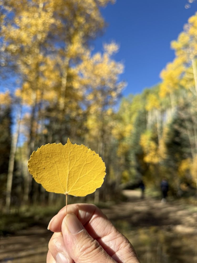 Aspen Vista Trail Logo