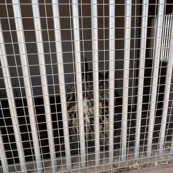 Raptor Ranch - Smaller cage with owl. Enclosure small, nothing in it except excrement piled high and on the walls. No clean water. Isolated and confined. - RV Parks Near Me - Williams, Arizona