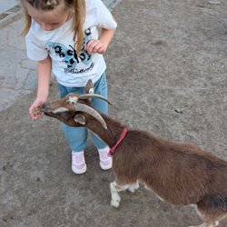 Cathy's Critters