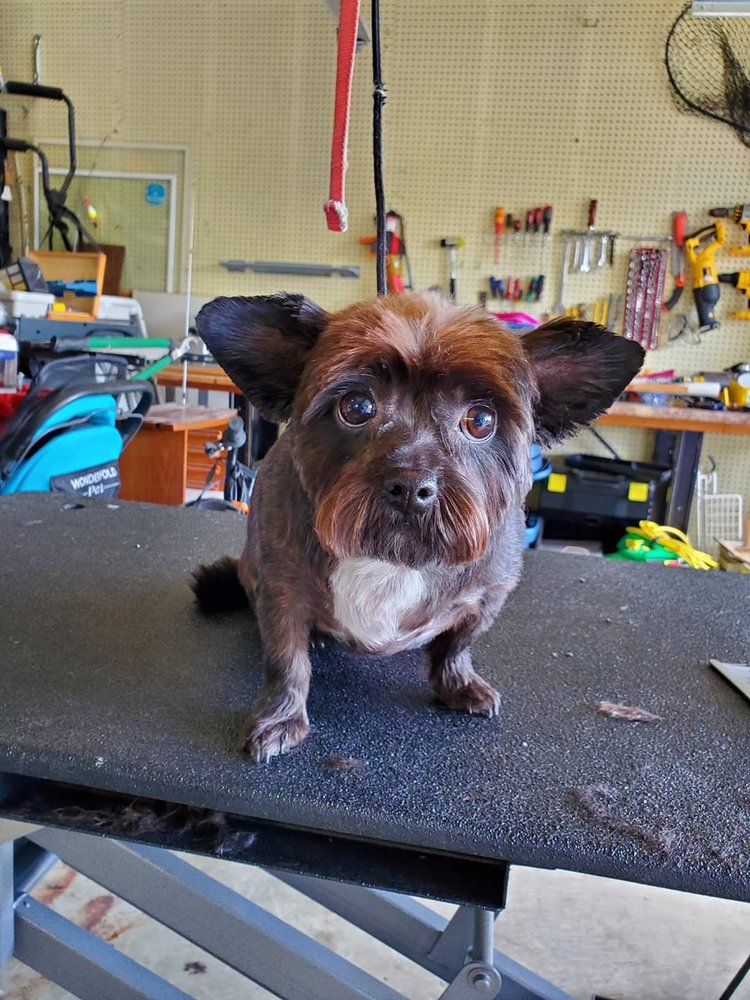 CLASSY CANINES PET SITTING AND GROOMING 65 Photos 3316 Glenmore Ave, Cincinnati, Ohio Pet