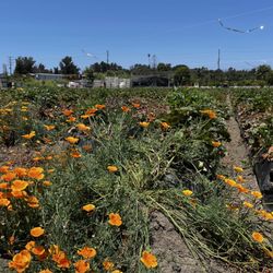 Underwood Farm Market - Strawberry fields