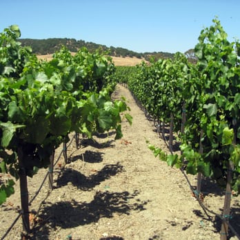 Ram's Gate Winery - The Ram's Gate vineyard. - Wineries Near Me - Sonoma, California Ram's Gate Winery - The Ram's Gate vineyard. - Wineries Near Me - Sonoma, California
