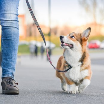 Paws and Tails Pet Care - Pet Sitting Near Me - Charleston, South Carolina Paws and Tails Pet Care - Pet Sitting Near Me - Charleston, South Carolina