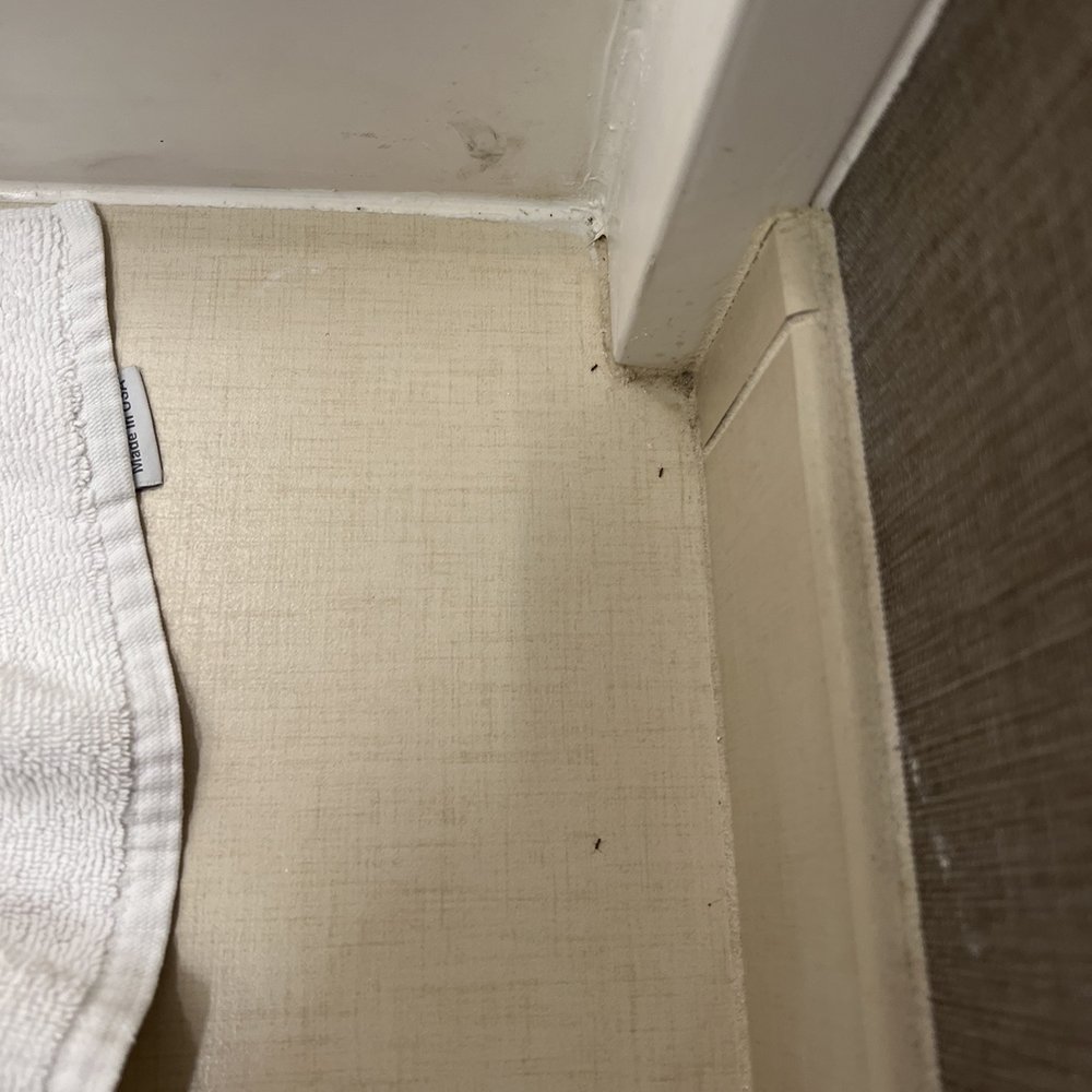 SpringHill Suites by Marriott Newark Fremont - Ants Room 1 - Hotels Near Me - Newark, California