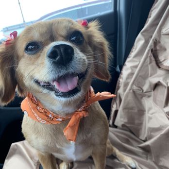 Pretty Paws - Lola after a nice groom:) - Pet Groomers Near Me - Chantilly, Virginia Pretty Paws - Lola after a nice groom:) - Pet Groomers Near Me - Chantilly, Virginia