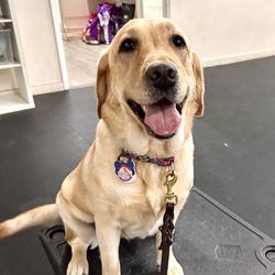 Applause Your Paws - My other dog in Level 2 obedience class in the Miami facility.