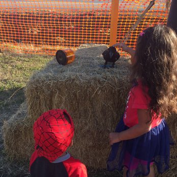 Crazy Ravens Pumpkin Patch - Pumpkin Patches Near Me - Galt, California