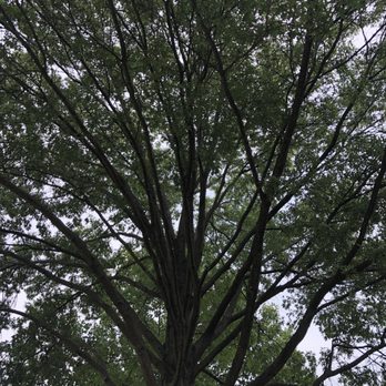 Glovers Tree Service - We won't be picking up dead branches anymore! - Tree Services Near Me - Indianapolis, Indiana Glovers Tree Service - We won't be picking up dead branches anymore! - Tree Services Near Me - Indianapolis, Indiana