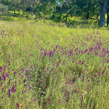 Sonoma Valley Regional Park - More wildflowers - Parks Near Me - Glen Ellen, California Sonoma Valley Regional Park - More wildflowers - Parks Near Me - Glen Ellen, California