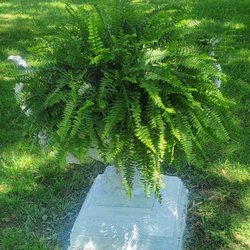 United Farm & Home Co-op - Giant 12" Boston Ferns on sale this week $22.99.