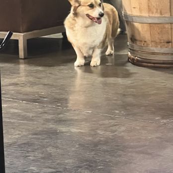 Persuasion Brewing - Dogs Welcome - Brewpubs Near Me - Modesto, California Persuasion Brewing - Dogs Welcome - Brewpubs Near Me - Modesto, California