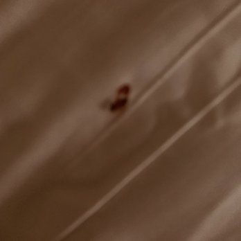 Boardwalk Inn - Bedbug we killed!! - Hotels Near Me - Kemah, Texas Boardwalk Inn - Bedbug we killed!! - Hotels Near Me - Kemah, Texas